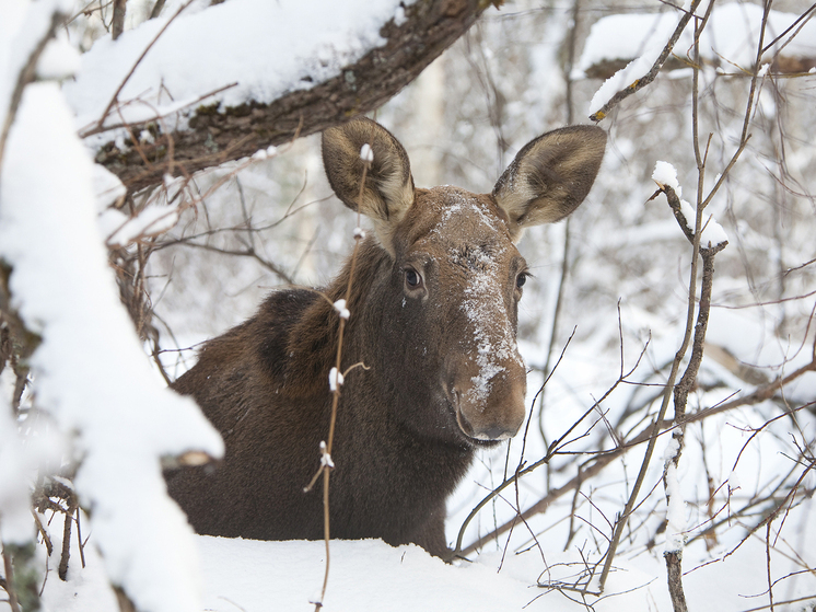 Выяснилось, почему изменился химический состав организма животных