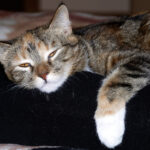 Кошке в московской ветклинике поставили необычный диагноз