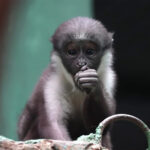 Малыш мартышки дианы начал спускаться с живота мамы на землю