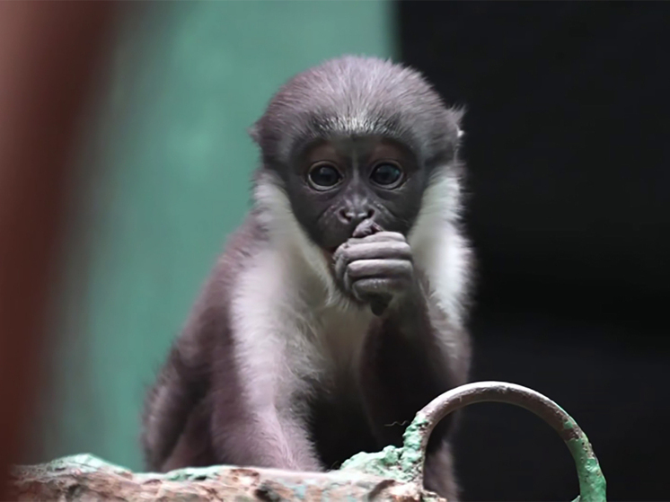 Малыш мартышки дианы начал спускаться с живота мамы на землю