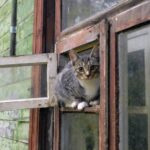 Страшная история женщины с 10 кошками: квартира завалена мусором под потолок