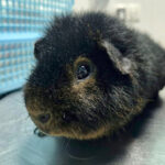 Из морской свинки извлекли камень рекордных размеров