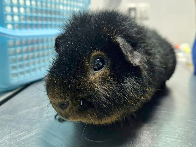 Из морской свинки извлекли камень рекордных размеров