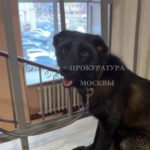 Выяснилось, зачем москвичка завела в квартире чернобурого лиса