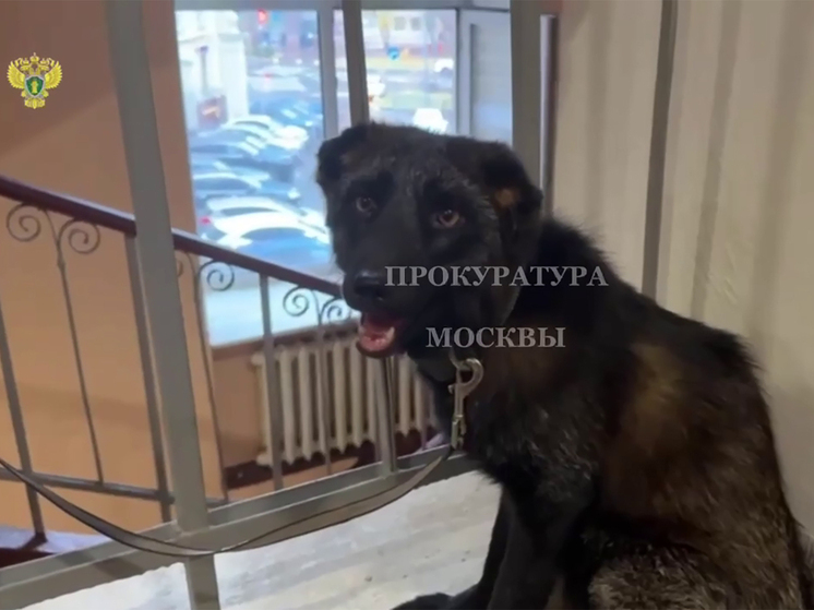 Выяснилось, зачем москвичка завела в квартире чернобурого лиса