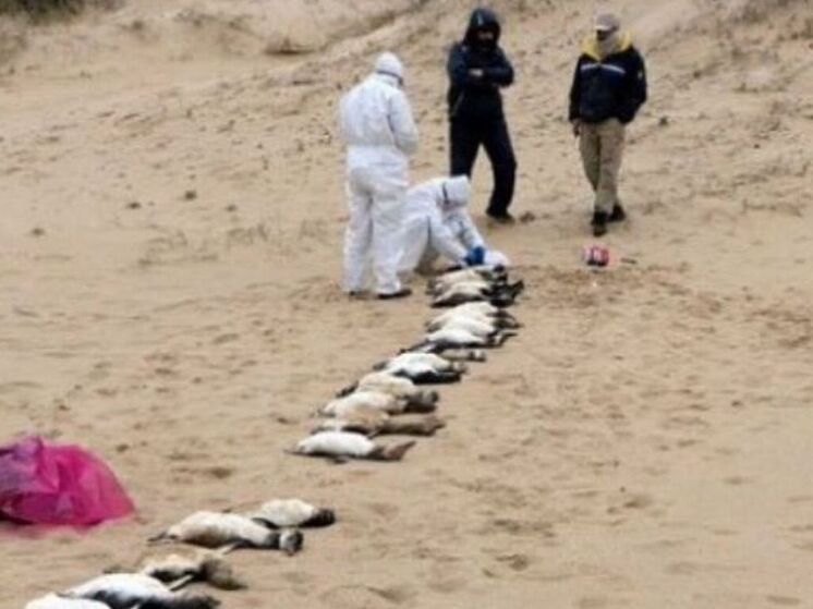 Десятки тысяч пингвинов погибли голодной смертью