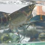 Молодые российские учёные создали быстро растущих членистоногих