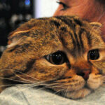 Новые генетические данные изменили историю одомашнивания кошек: прибыли во времена Римской империи