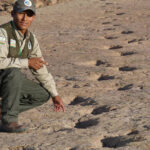 Окно в исчезнувший мир: обнаруженная сокровищница следов динозавров переписала палеонтологию