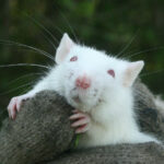 Ученые обнаружили опасное для людей зловещее поведение кровожадных крыс