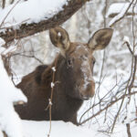 Ученые установили: химический состав организмов животных за столетие заметно изменился
