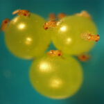 Ученые установили: потенциал насекомых-паразитов намного шире, чем считалось ранее