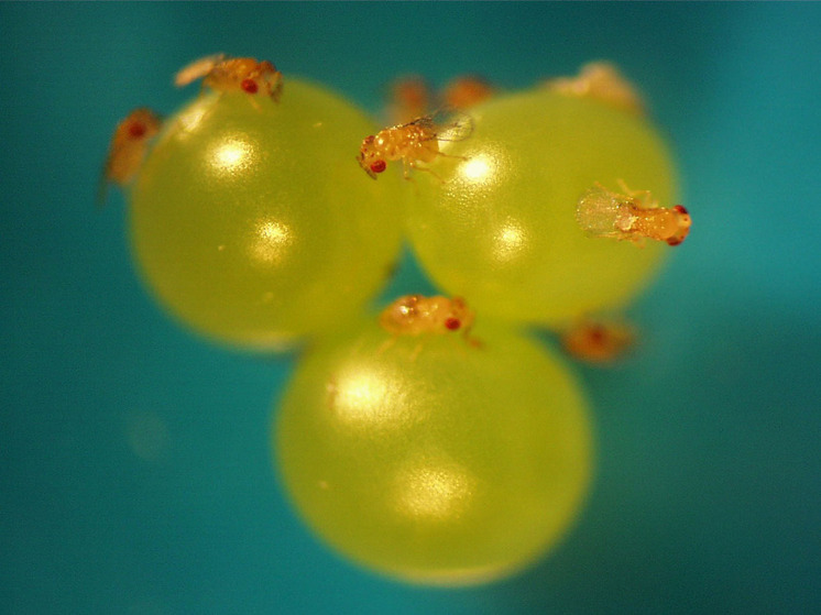 Ученые установили: потенциал насекомых-паразитов намного шире, чем считалось ранее