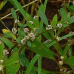 Учёные раскрыли полезный секрет целебного бразильского растения