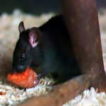 Высказана новая теория цепи убивших половину Европы событий