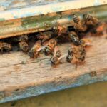 Выжимка из зародышей пчелиных трутней позволит восстанавливать мышечную массу