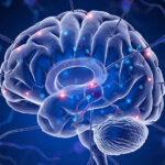 Пьяный мозг не в ладу с собой: доказан разрыв нейронных сетей алкоголем