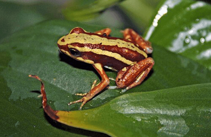 Лягушка-древолаз